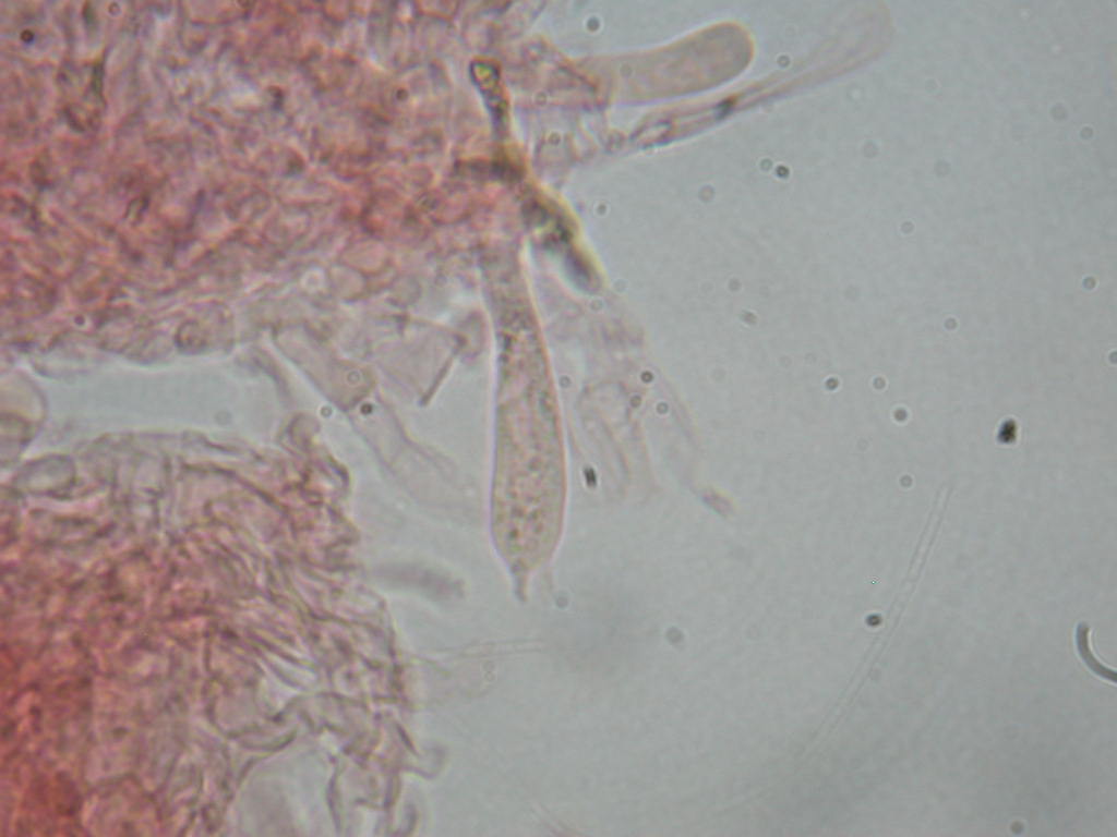 Sotto Alnus glutinosa...(cfr. Inocybe squarrosa)